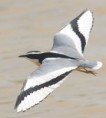 /album/photogallery/egyptian-plover-in-flight-jpg/